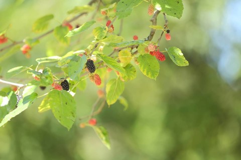 The black mulberry