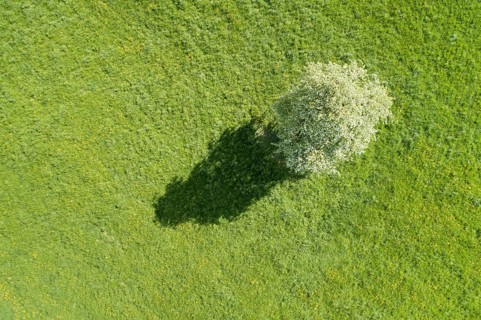 Aerial view of a solitary pear tree in white blossom and its shadows cast on a green meadow