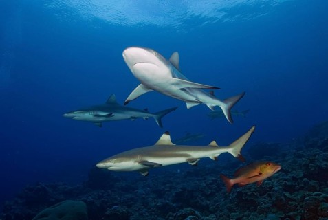 Grey reef shark