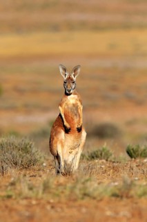 Red kangaroo