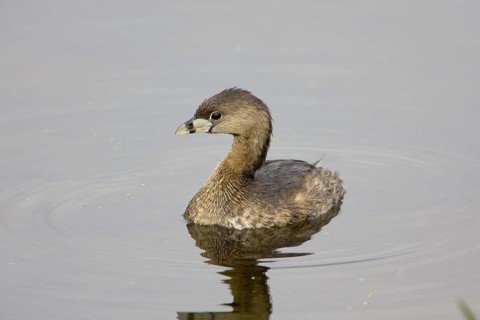 Pied-billed grebe