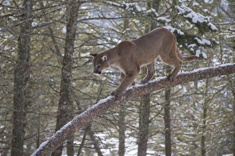Cougar
