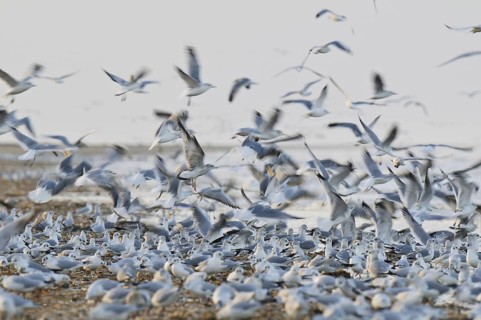 Black-headed Gull