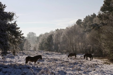 Knettishall Heath is one of Suffolks largest surviving areas of Breckland heath now managed by the Suffolk Wildlife Trust. Exmoor ponies have been introduced to help maintain the more open Breck Heath...