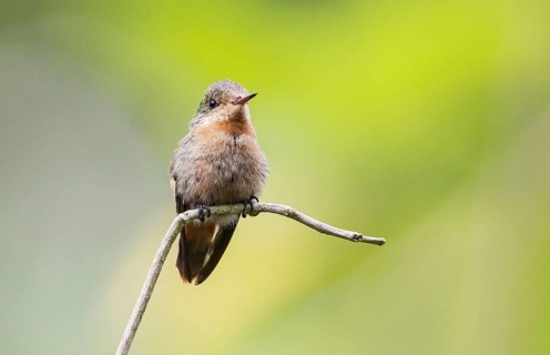 Tufted Coquette