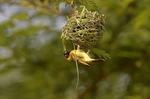 Southern masked weaver