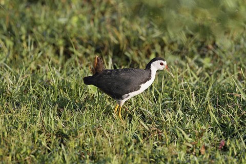 White-breasted Waterhen
