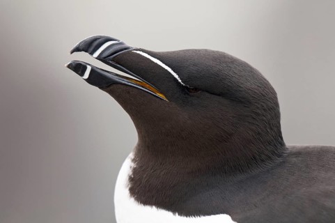 Razorbill