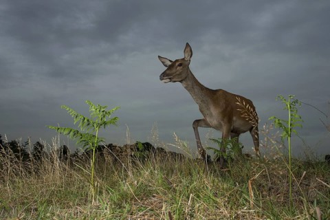 Red Deer