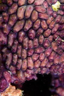 Purple Tunicate Group