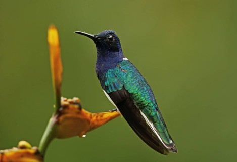 White-necked Jacobin