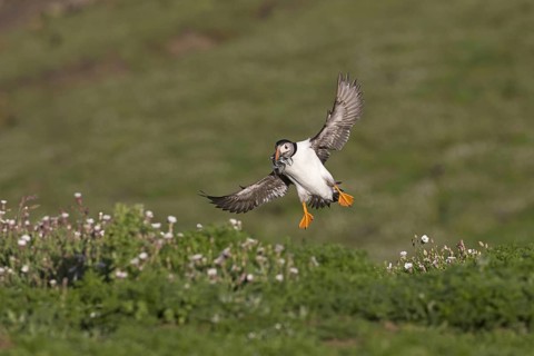 Puffin