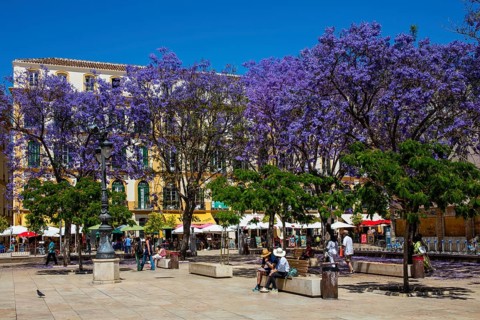 Plaza de la Merced with jacaranda trees and the birthplace of Pablo Picasso on the north-western side