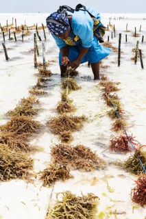 Woman harvesting red algae
