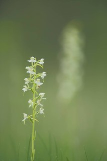 Greater butterfly-orchid