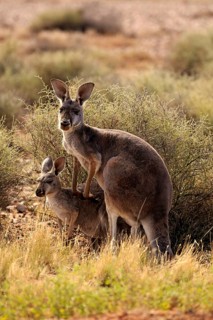 Red Kangaroo