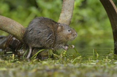 European water vole