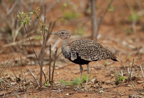 Red-headed red-crested korhaan