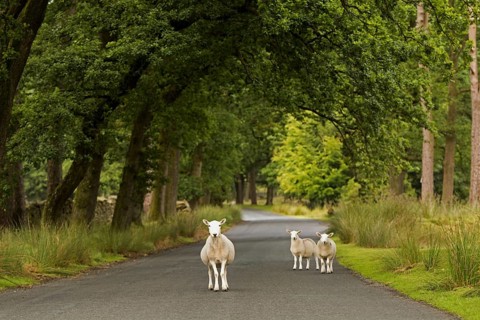Cheviot sheep