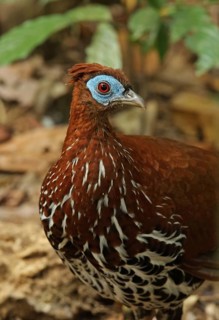 Crested fireback