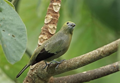 Adult palm tanager