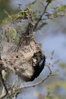 Purple Sunbird