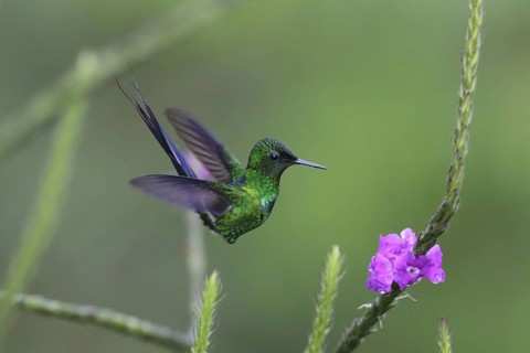 Green thorntail