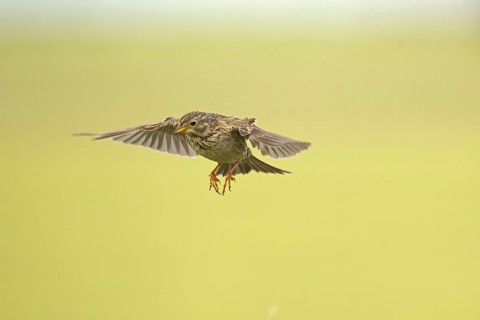 Corn Bunting