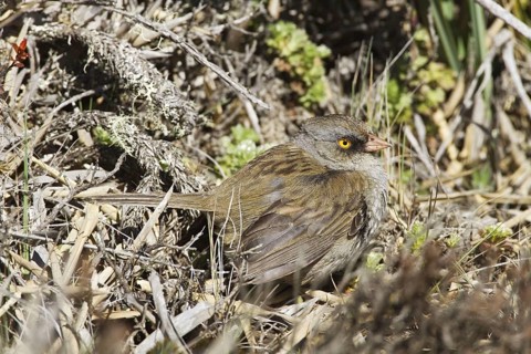Volcano Junco