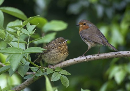 European Robin