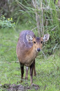 Hog deer
