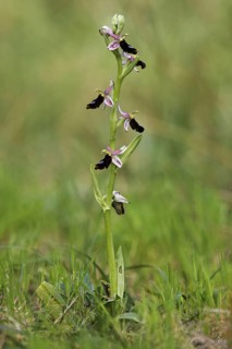Balearic orchid