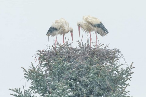 White stork pair standing in their nest amidst a snowstorm and looking anxiously at their brood