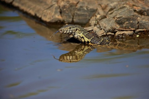 Nile monitor