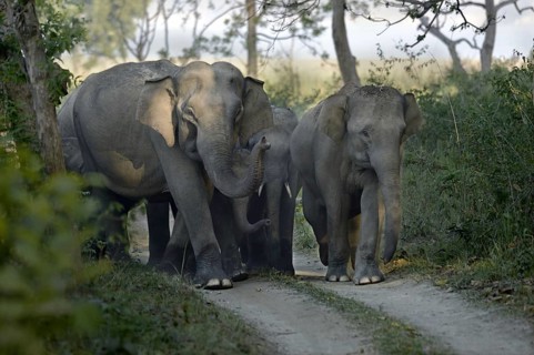 Asian indian elephant