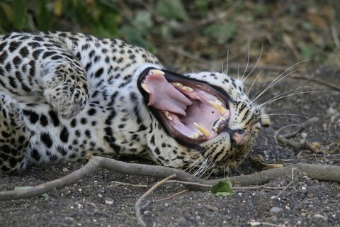 Pardus leopard niche leopards
