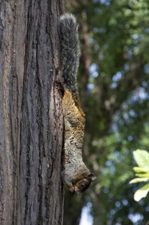 Guayaquil Squirrel
