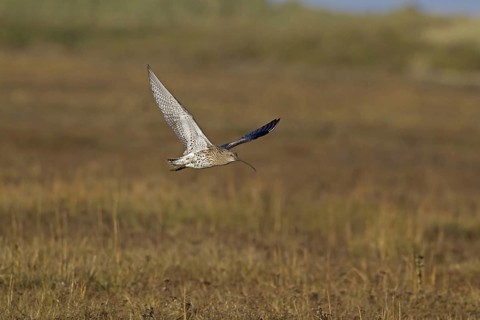 Eurasian curlew