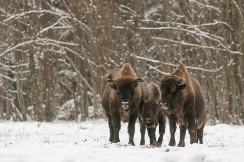 European bison