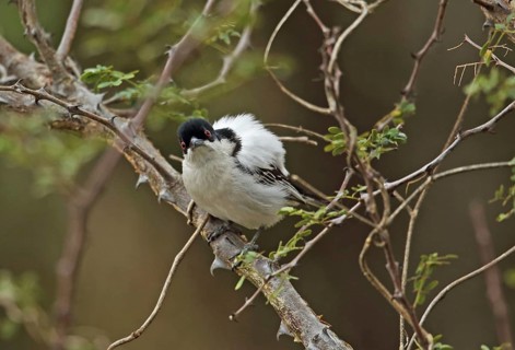Black-shouldered Snowball Shrike