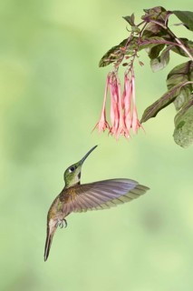 Fawn-breasted Brilliant