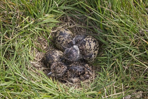 Northern Lapwing