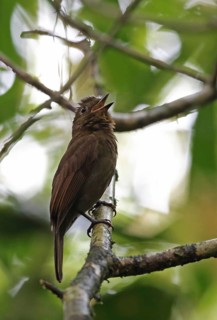 Thrush-like Shipfornis