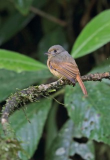 Ruddy-tailed Flycatcher