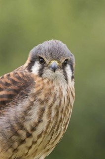 American Common Kestrel