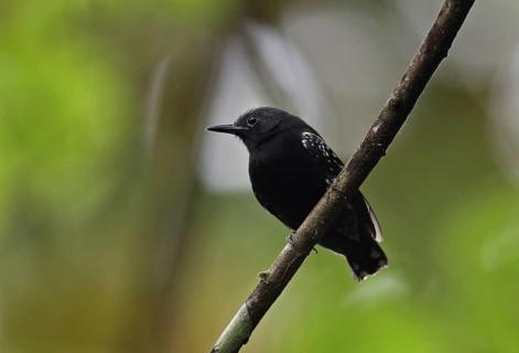 White-flanked Antwren