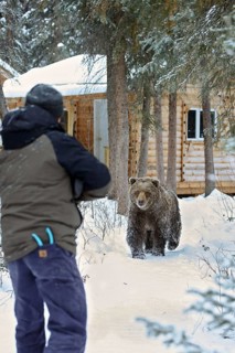 Grizzly bear