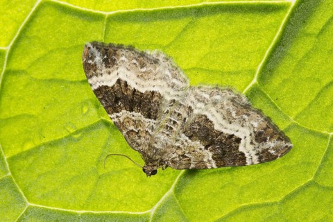 Common Carpet