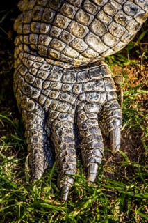 Crocodile