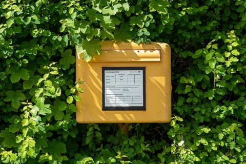 Letterbox in a hedge